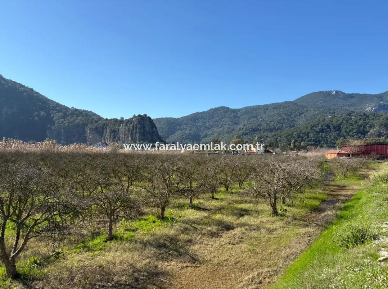 5985M2 5% Zoniertes Land Zum Verkauf In Dalyan Als Weinberggarten