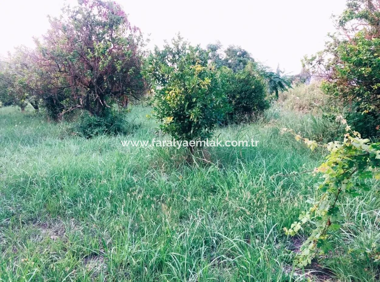 Archer In Die Bogenschützen Grundstück Zum Verkauf Zum Verkauf In Marmarli 1,500M2 Grundstück Zum Verkauf