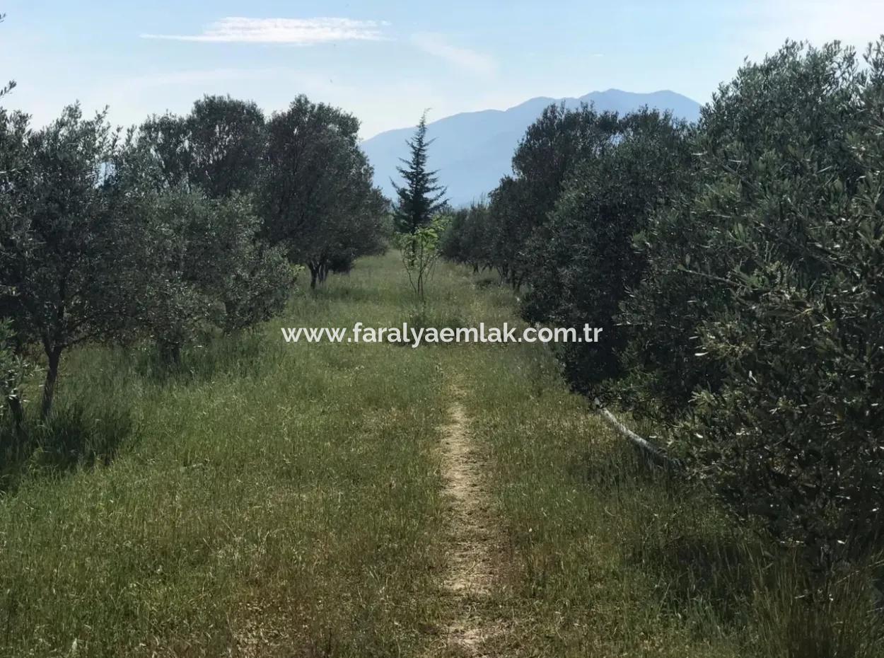 Ackerland Zum Verkauf In Seydikemer Korubuku 76000M2