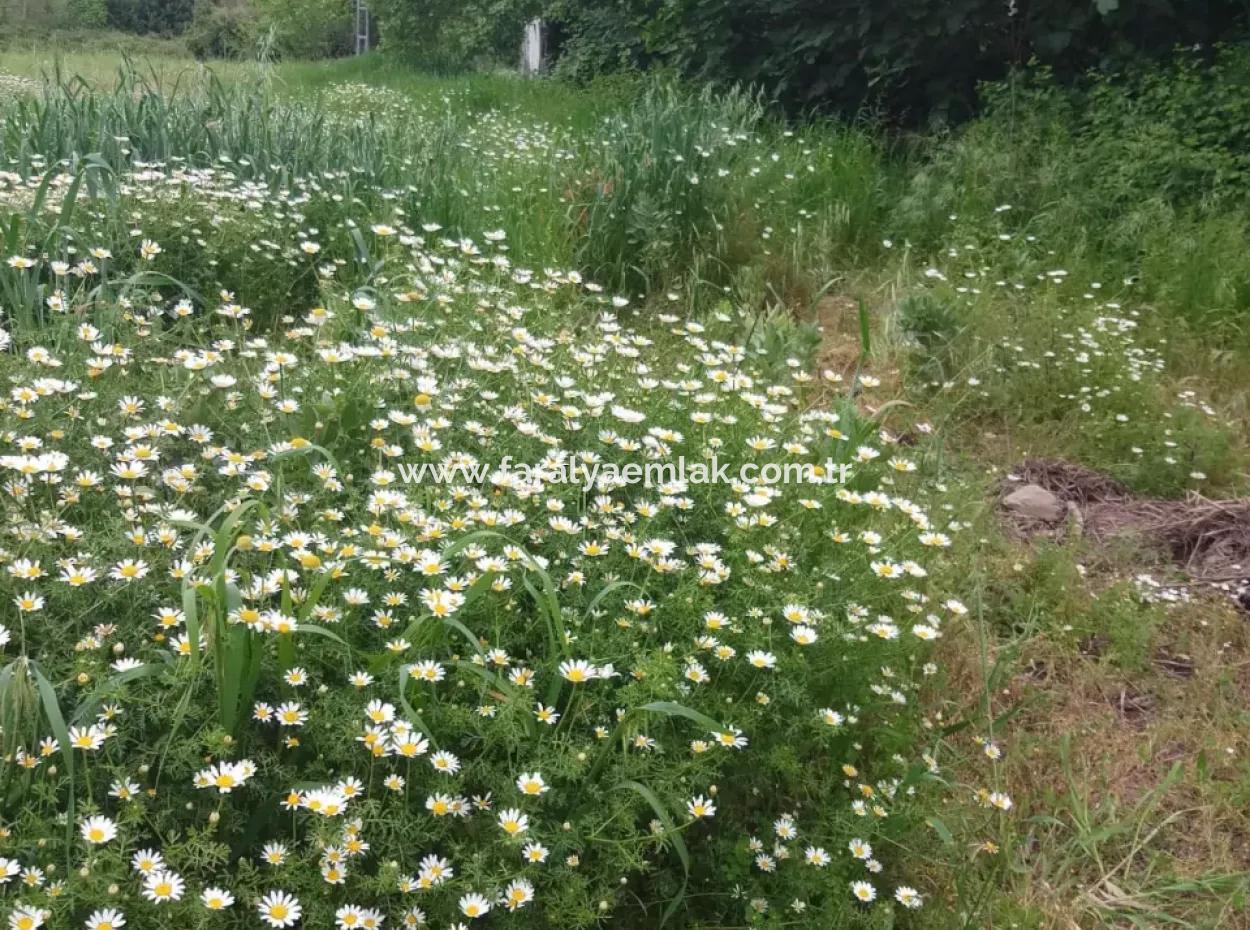 Grundstücke Zu Verkaufen In Amlida
