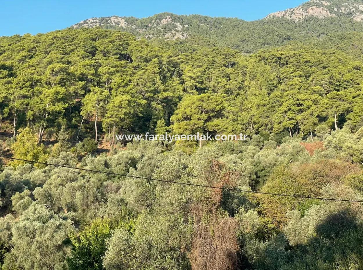 Çandir 3.800M2 Grundstück Zum Verkauf