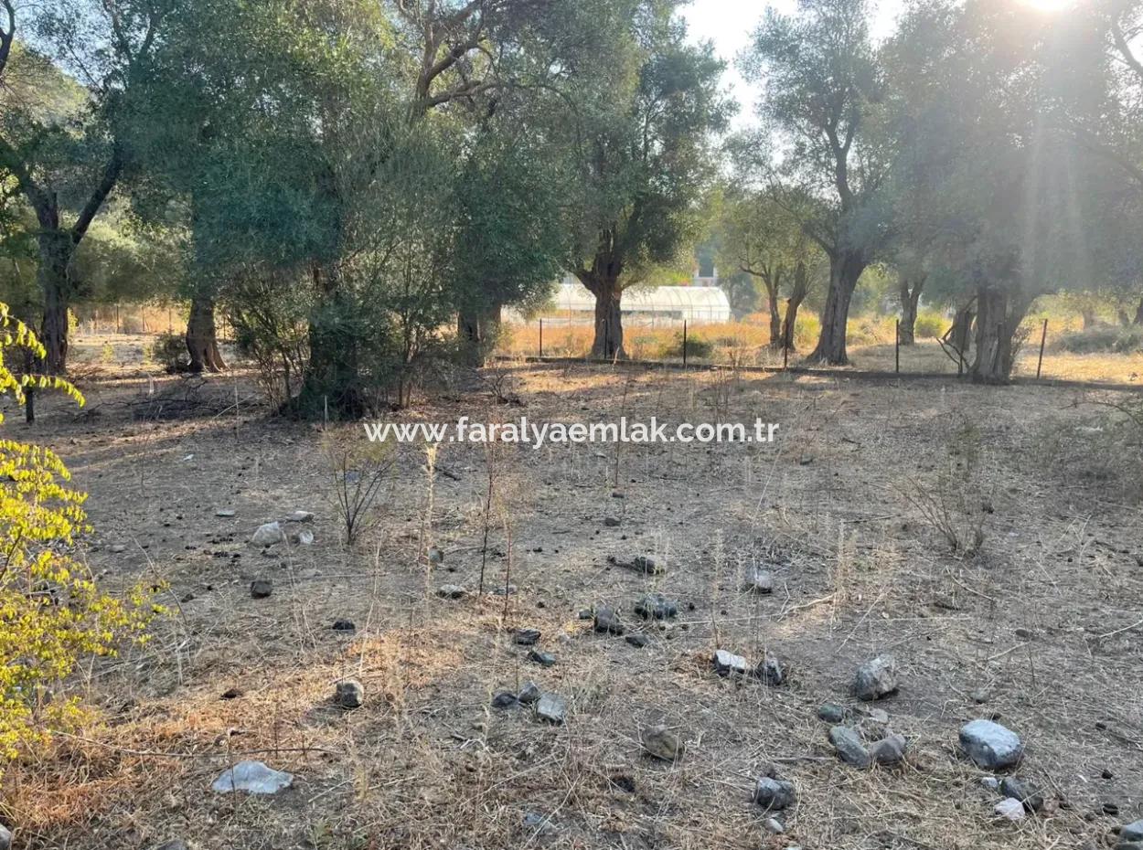 Çandir 3.800M2 Grundstück Zum Verkauf