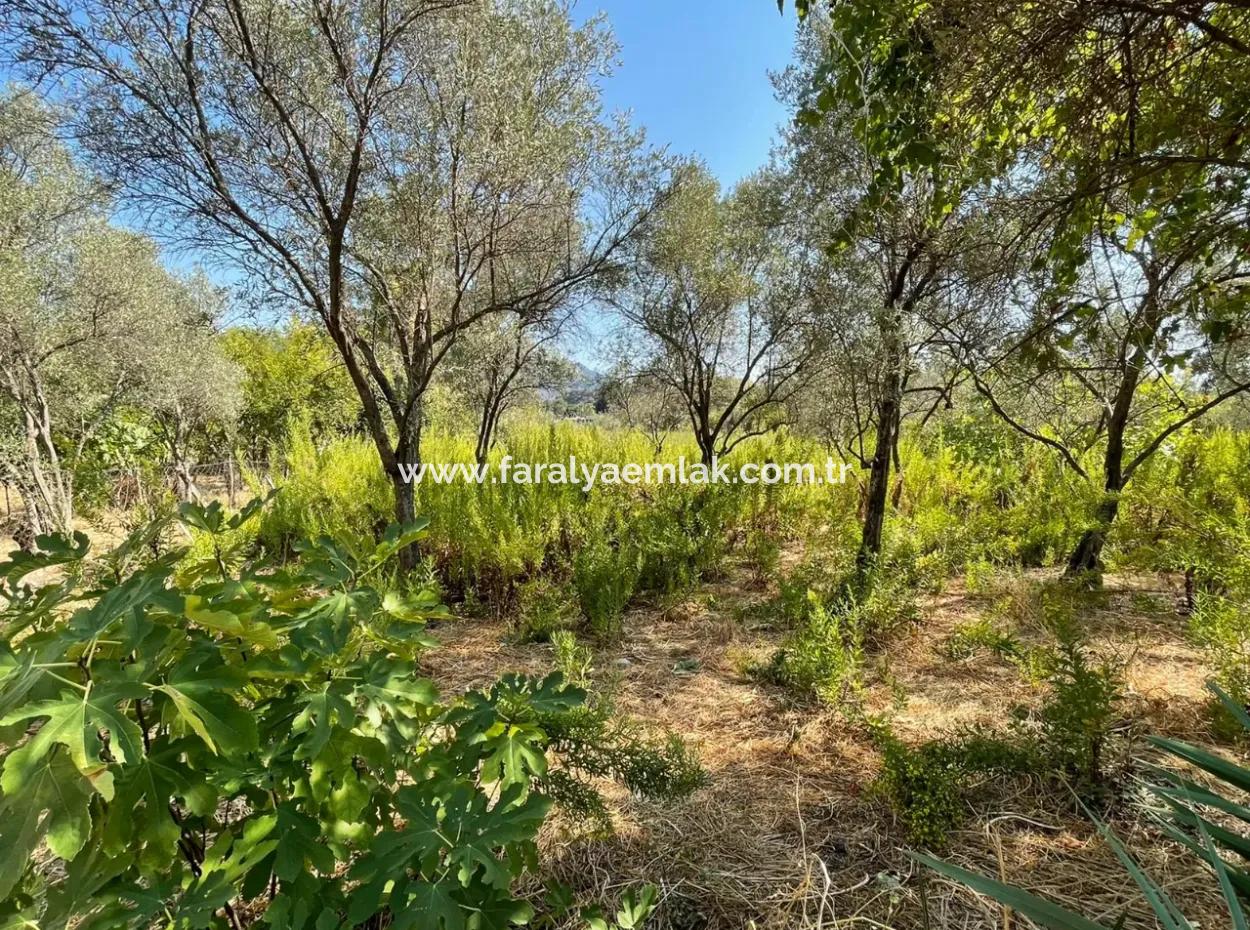 Çandır Kanal Front 2765M2 Einfamilienhaus Zu Verkaufen