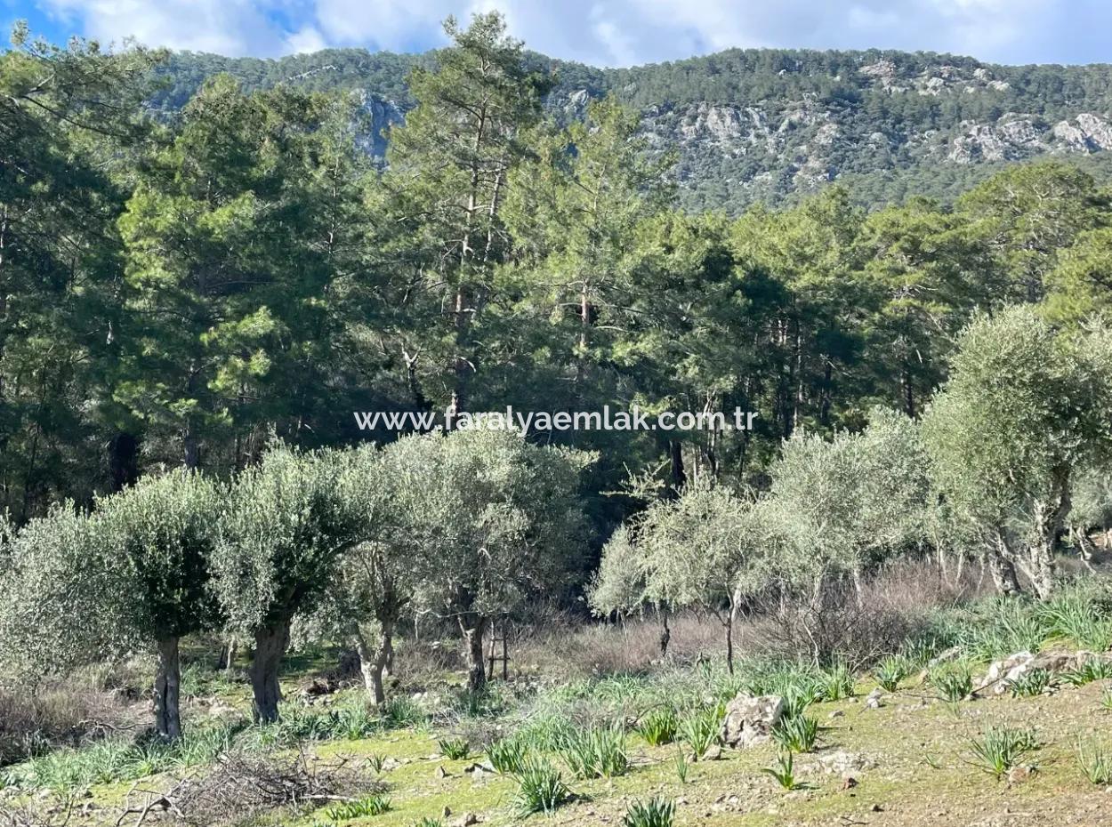 4000M2 Feld Zum Verkauf Mit Seeblick In Çandir