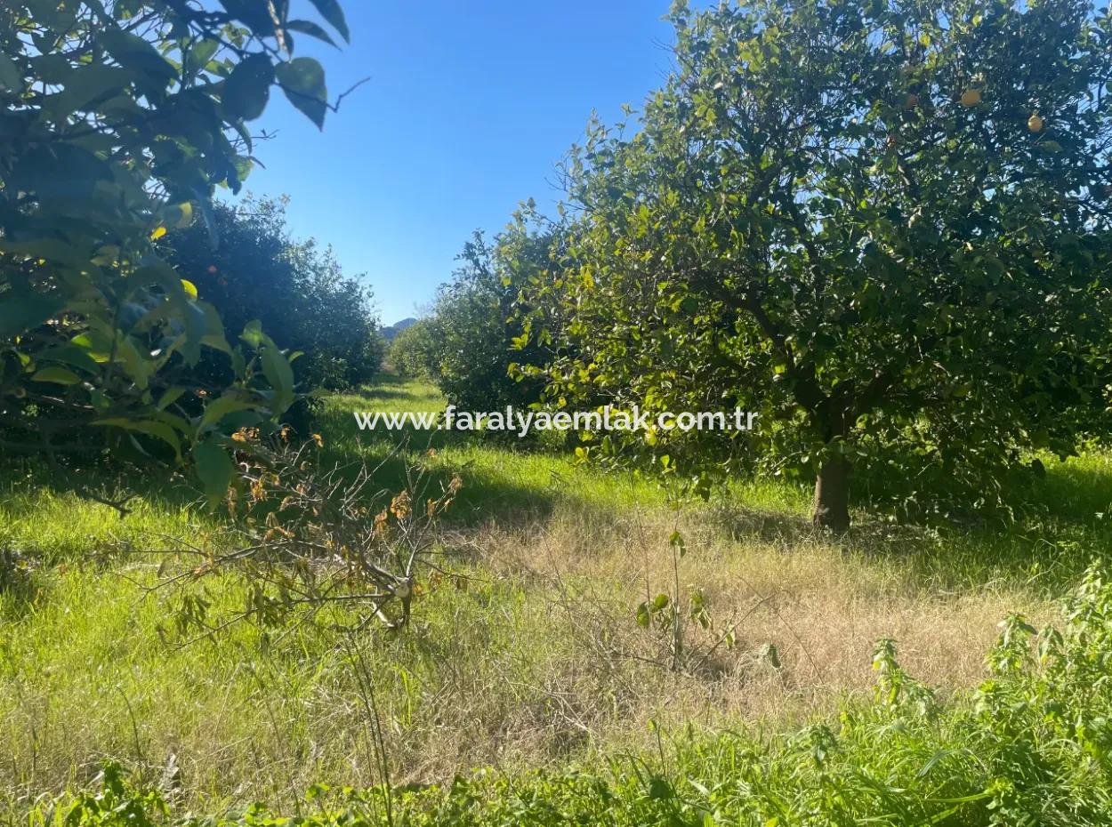 Dalyan Grundstück Zum Verkauf 5227M2 Grundstück Zum Verkauf