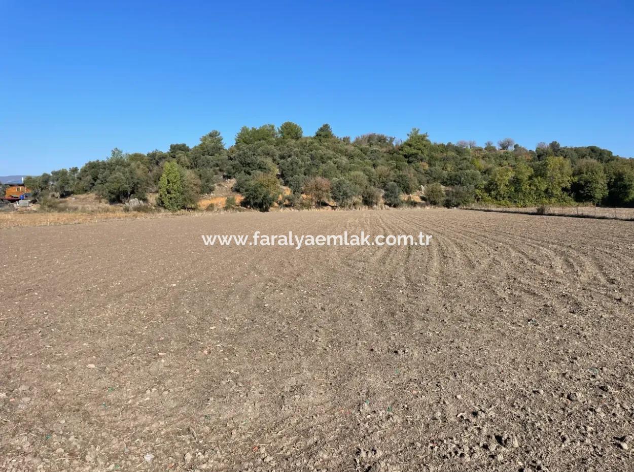 6254M2 Feld Zum Verkauf In Der Nähe Von Dalyan In Eskiköy