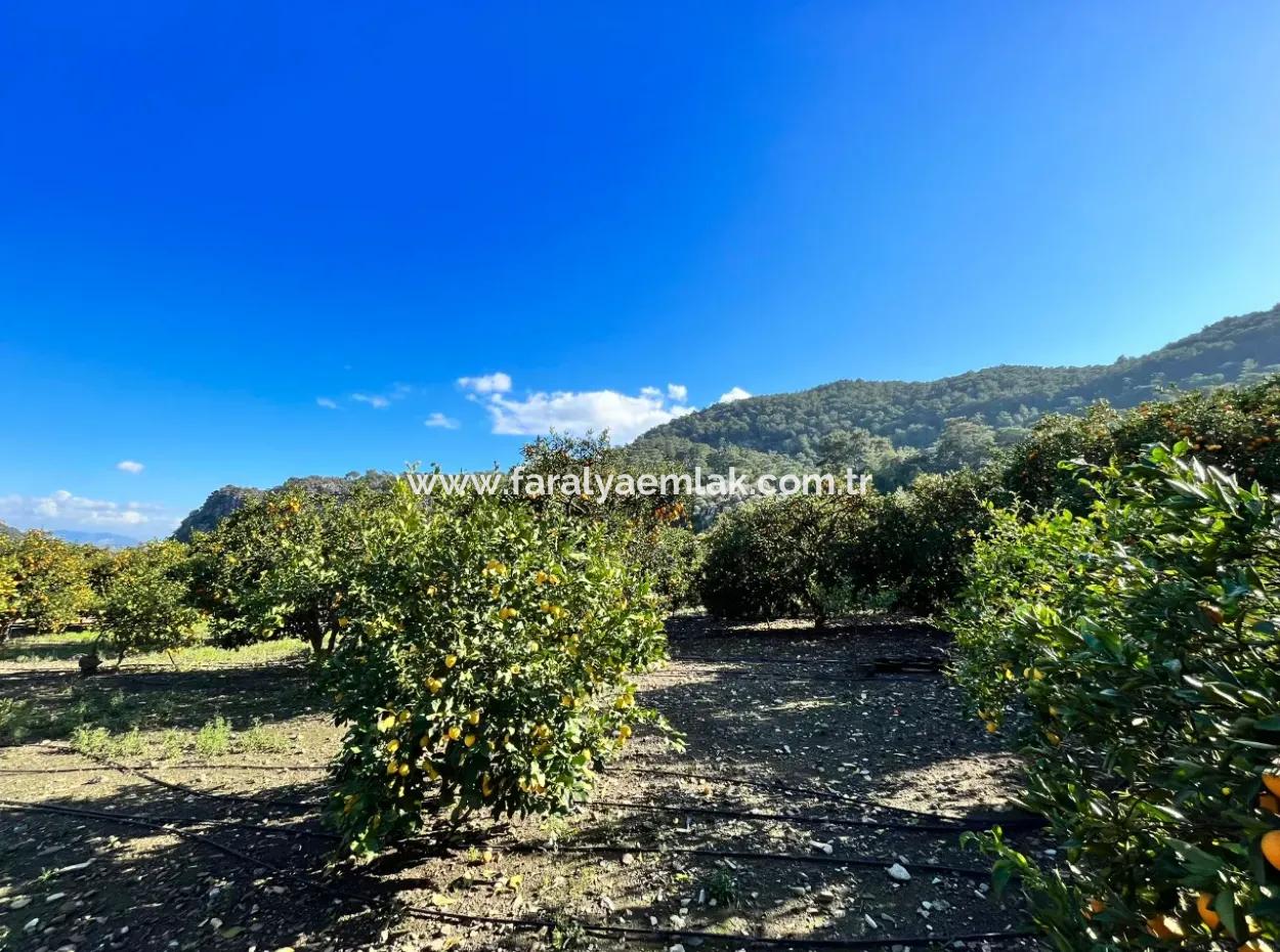 Einstöckiges Haus Zum Verkauf In 5000M2 Grundstück In Çandır