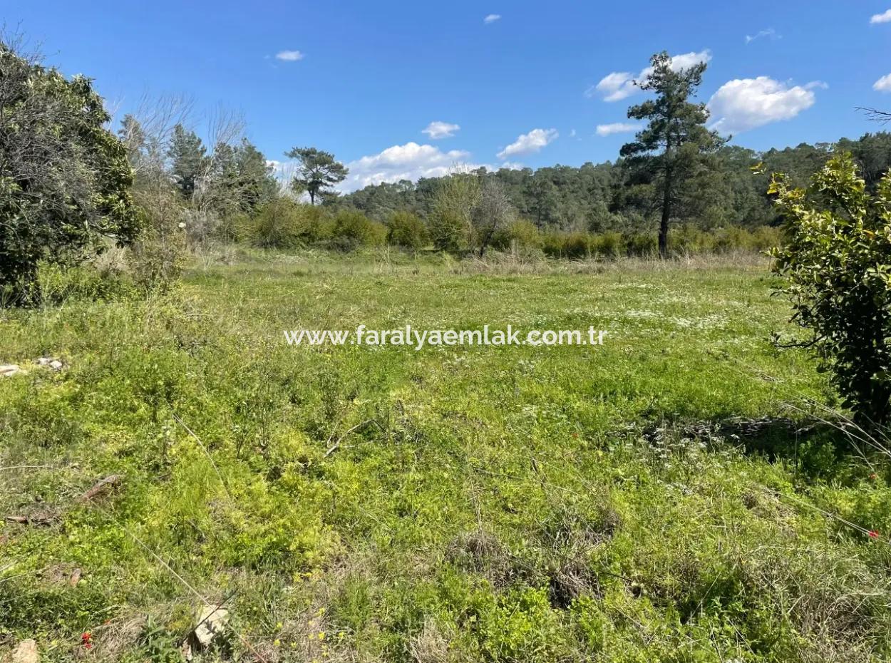 Mehrfamilienhaus Zum Verkauf In 5650M2 Feld In Zeytinalann