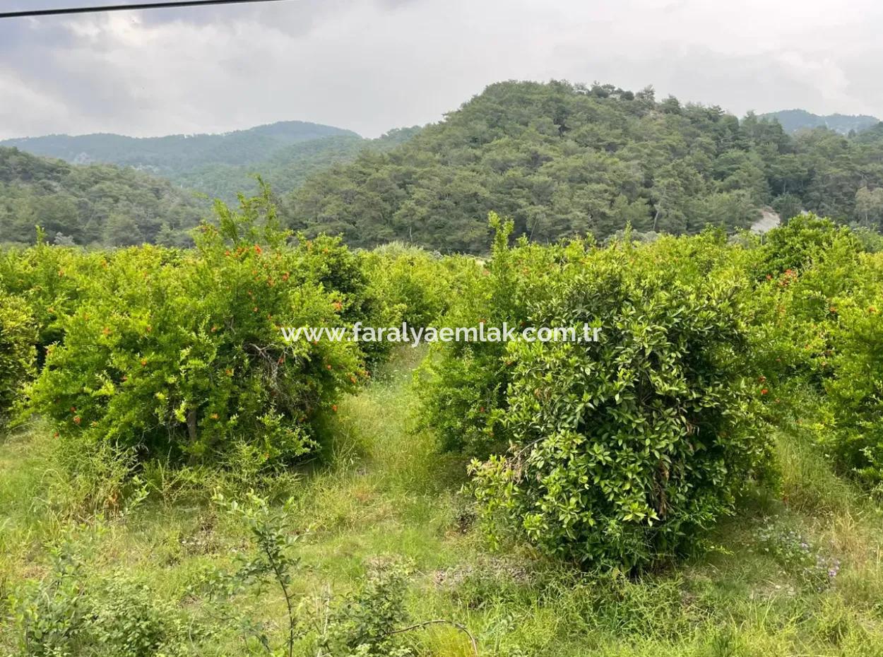 Gökbelde 14.000M2 Feld Zu Verkaufen