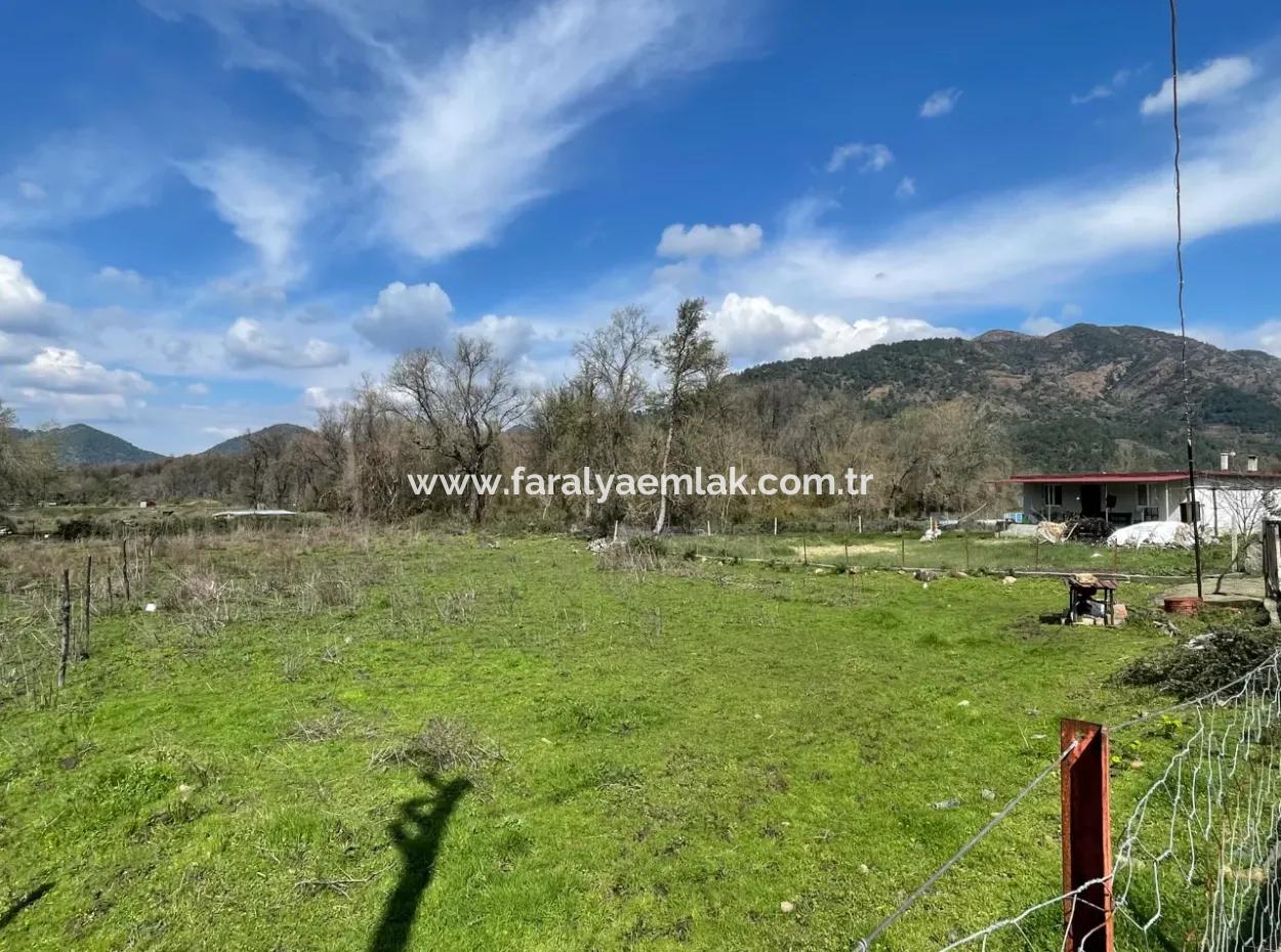 Sultaniye Büyükkaraç Mahallesin Gebraucht Kaufen Feld