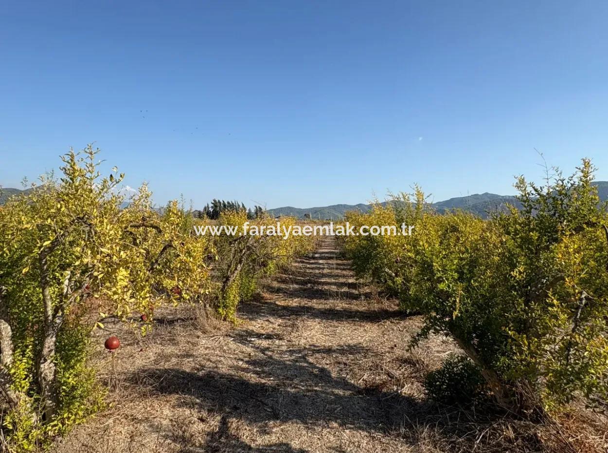 19.663M2 Ackerland Und Haus Zum Verkauf In Eskiköy