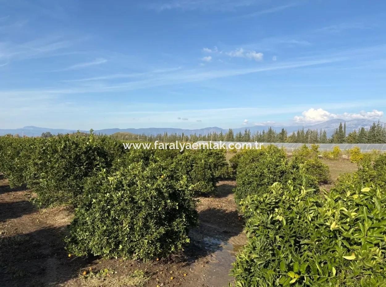 4 1 Villas For Sale In 14.136 M2 Field In Eskiköy