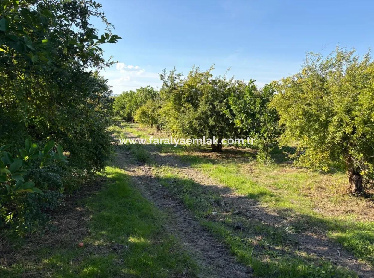 6150M2 Lemon And Pomegranate Garden For Sale In Eskiköy