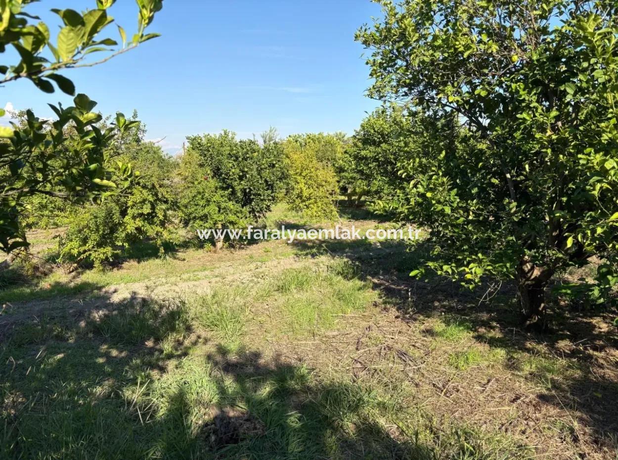 6150M2 Lemon And Pomegranate Garden For Sale In Eskiköy