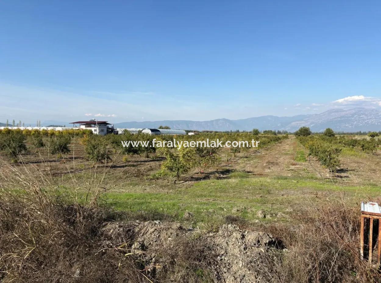 21500M2 Pomegranate Orchard For Sale In Eskiköy