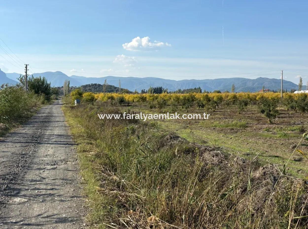 21500M2 Pomegranate Orchard For Sale In Eskiköy