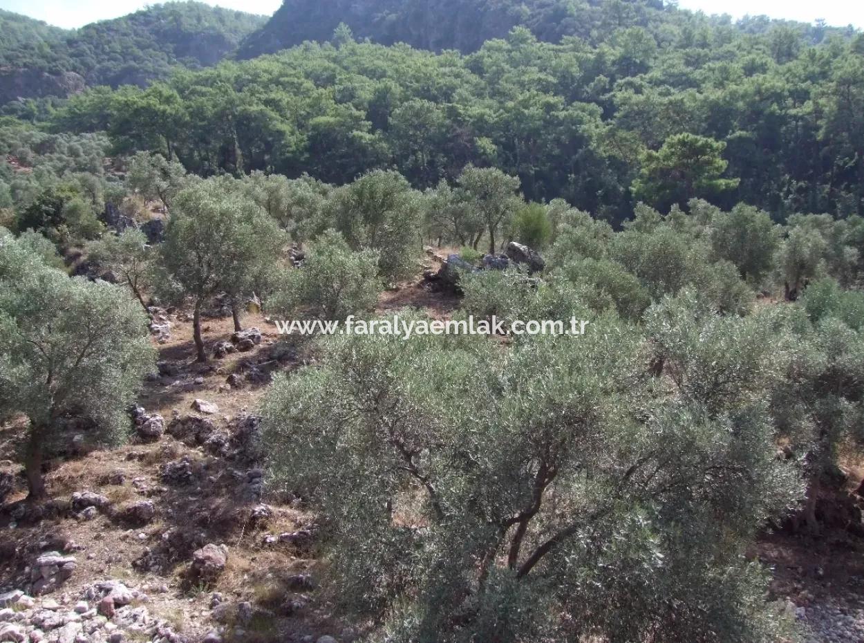 For Sale In Ekincik 5,391M2 Plot For Sale