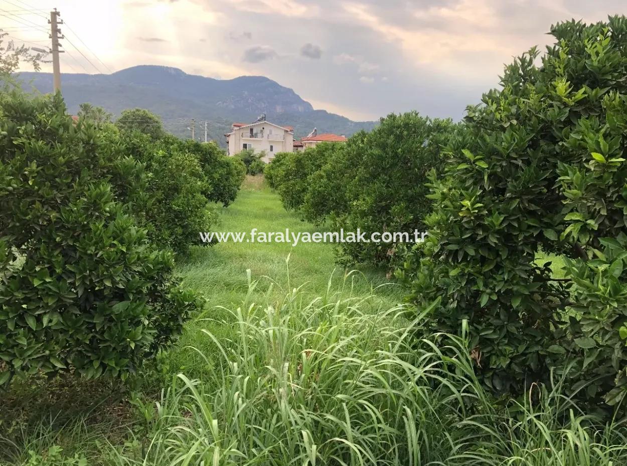 722M2 Plot For Sale In Dalyan Gülpınar For Sale
