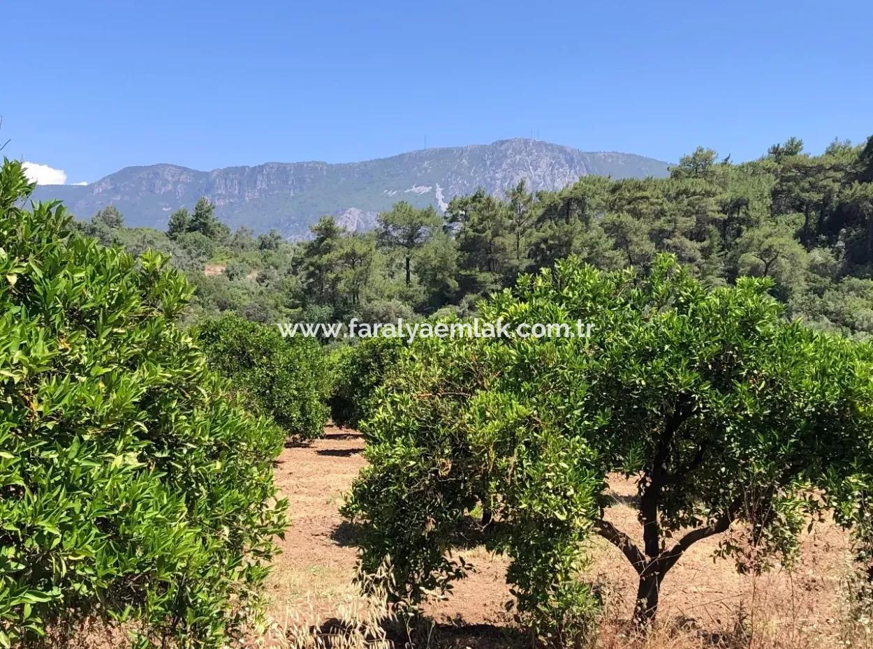 Garden For Sale In Gokce Akyaka, Near The Sea, A 38,000M2 Plot For Sale