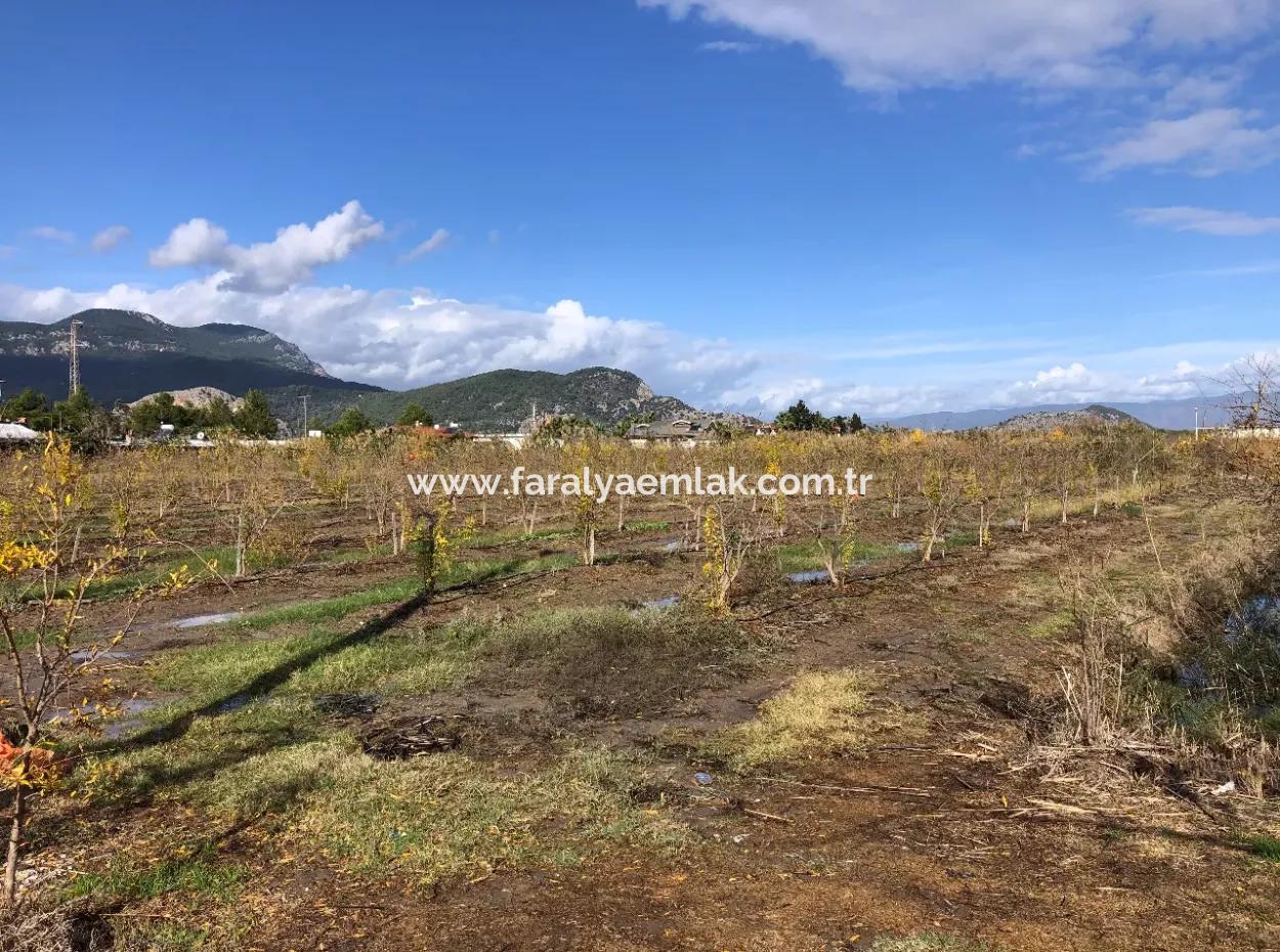 Land For Sale In Dalyan Istuzu Yollu On 24,000M2 Pomegranate Garden For Sale