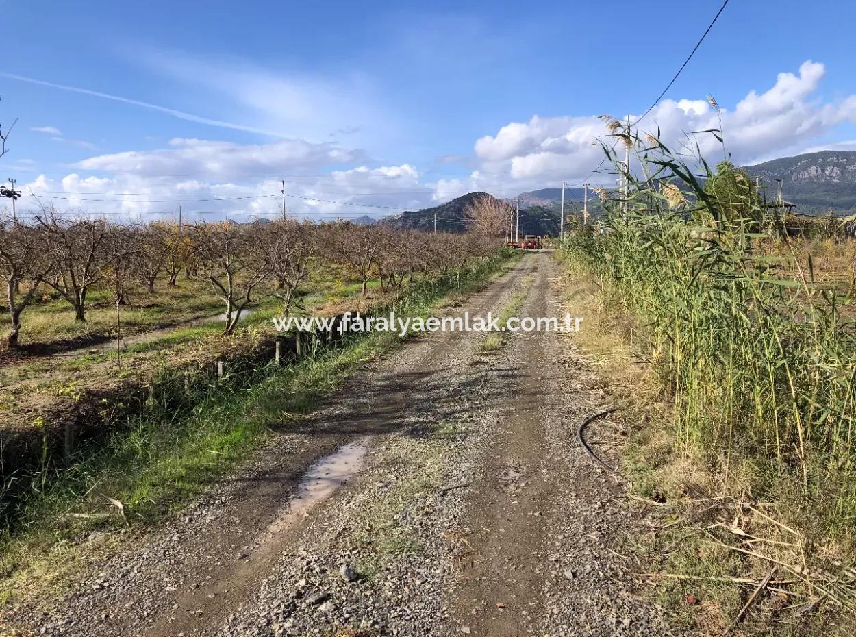 Land For Sale In Dalyan Istuzu Yollu On 24,000M2 Pomegranate Garden For Sale