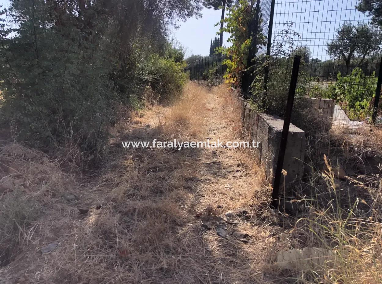 Land Field For Sale In Köyceğinz Yangi 9406M2 Land For Sale
