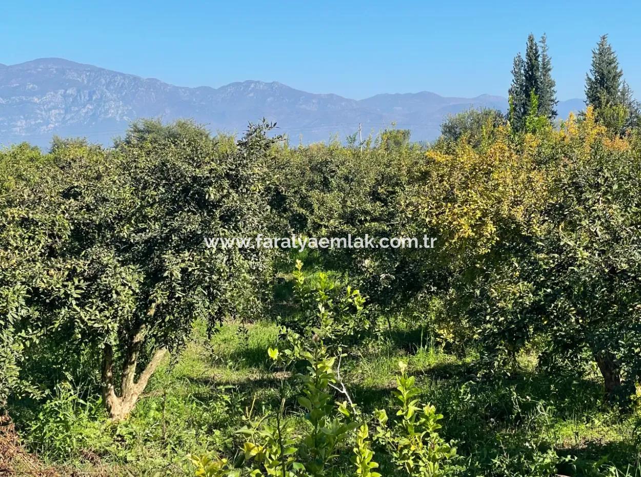 2223M2 Fields For Sale In Dalyan