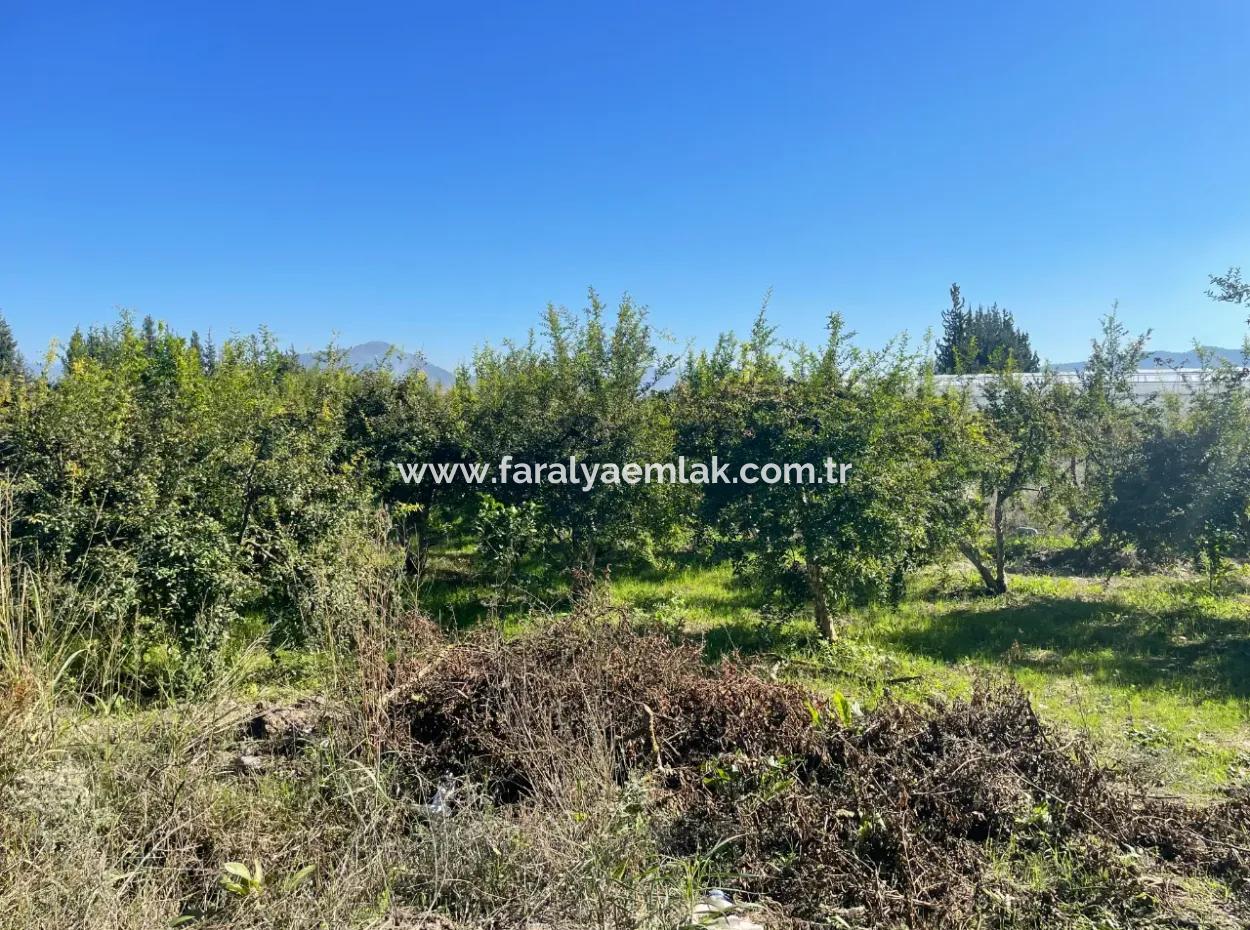 2223M2 Fields For Sale In Dalyan
