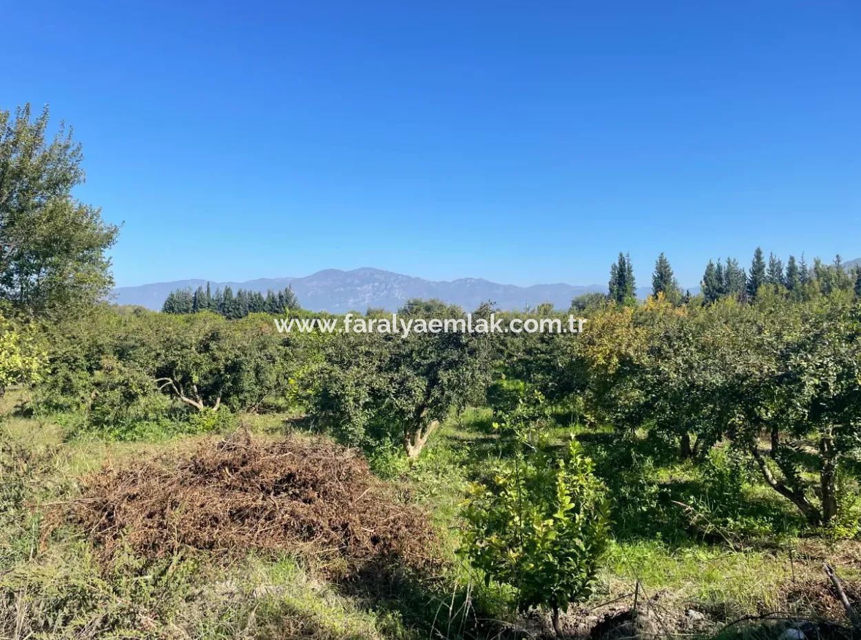 2223M2 Fields For Sale In Dalyan