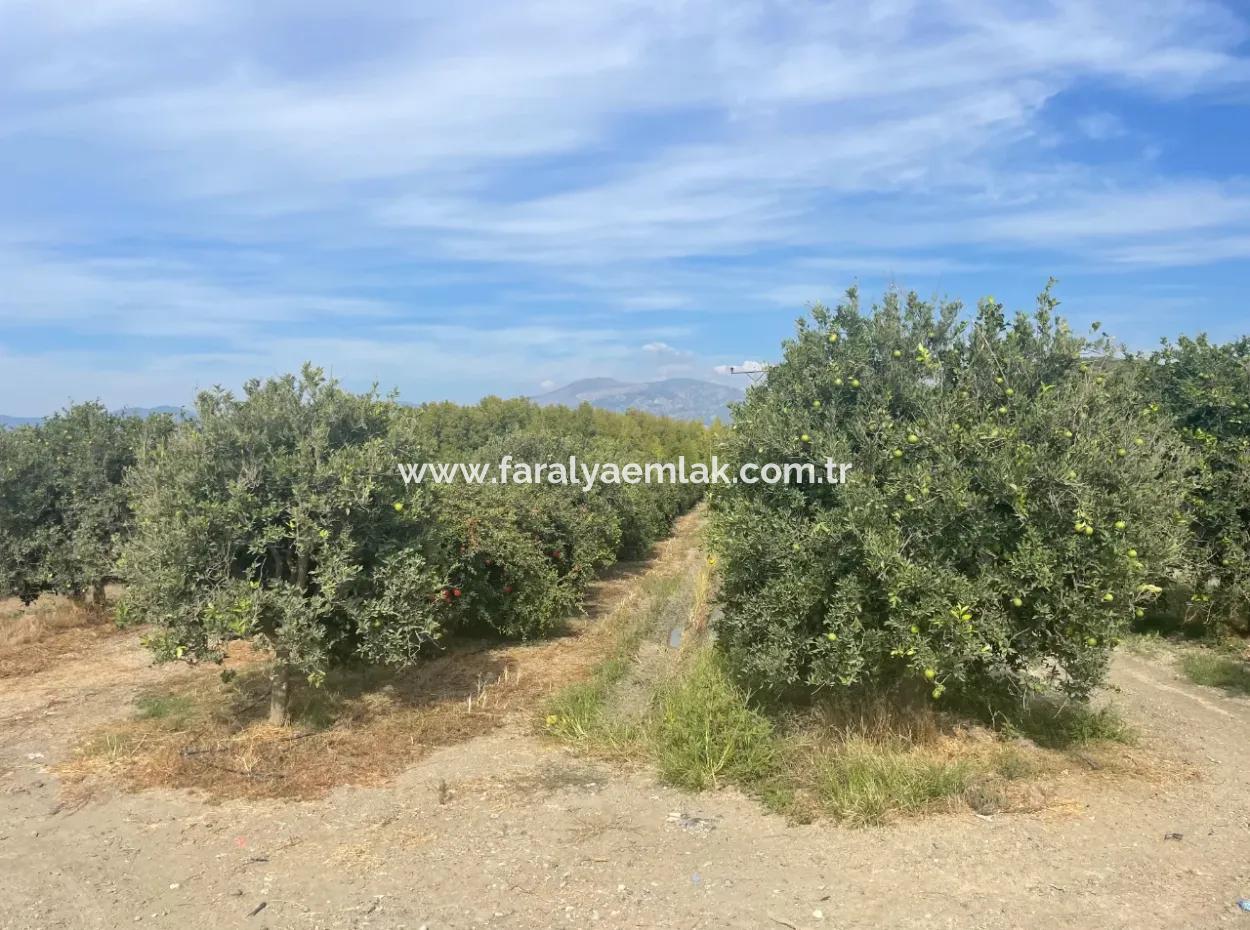 4000M2 Land For Sale Zoned In Village Built-Up Area In Tepearasin