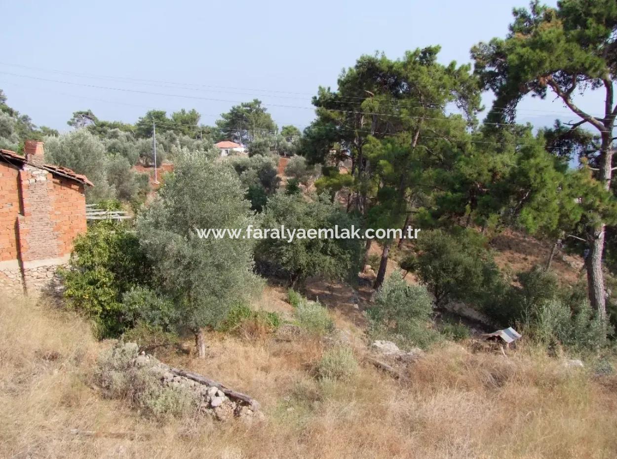 5000M2 Plot Of Land For Sale In Akyaka With Full Sea View House For Sale Kentucky