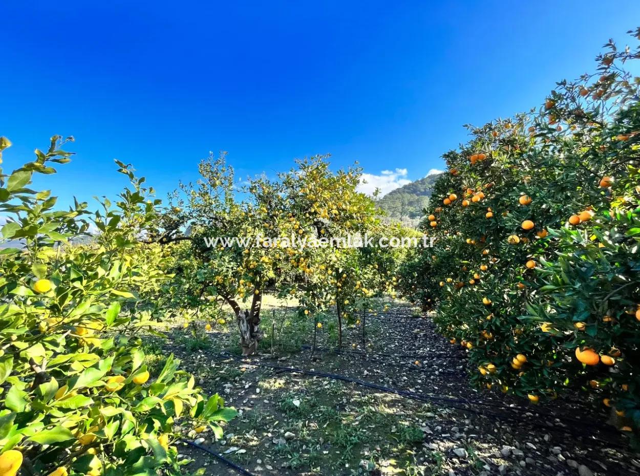 One-Storey House For Sale In 5000M2 Land In Çandır