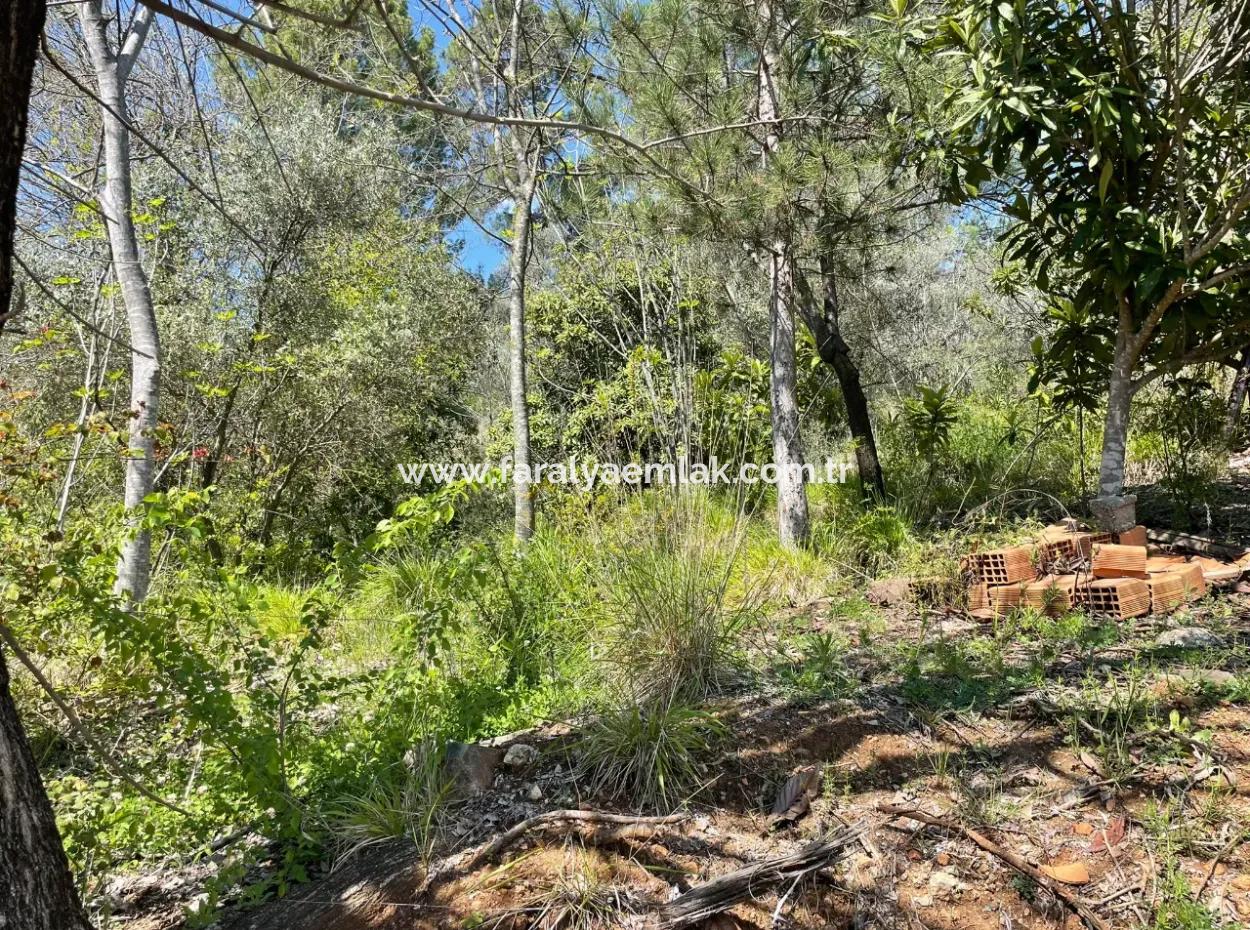 Village House For Sale In 5650M2 Field In Zeytinalann