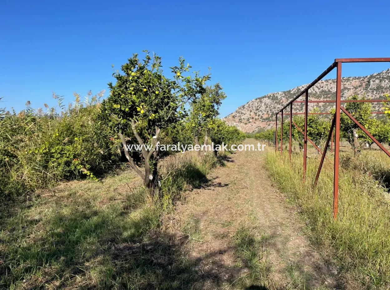 Land For Sale In Dalyan Close To The Center Of 6600M2