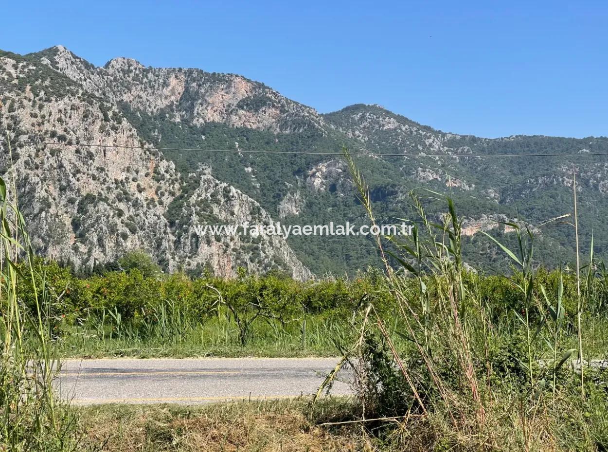 6,500M2 Field For Sale On The Iztuzu Road In Dalyan
