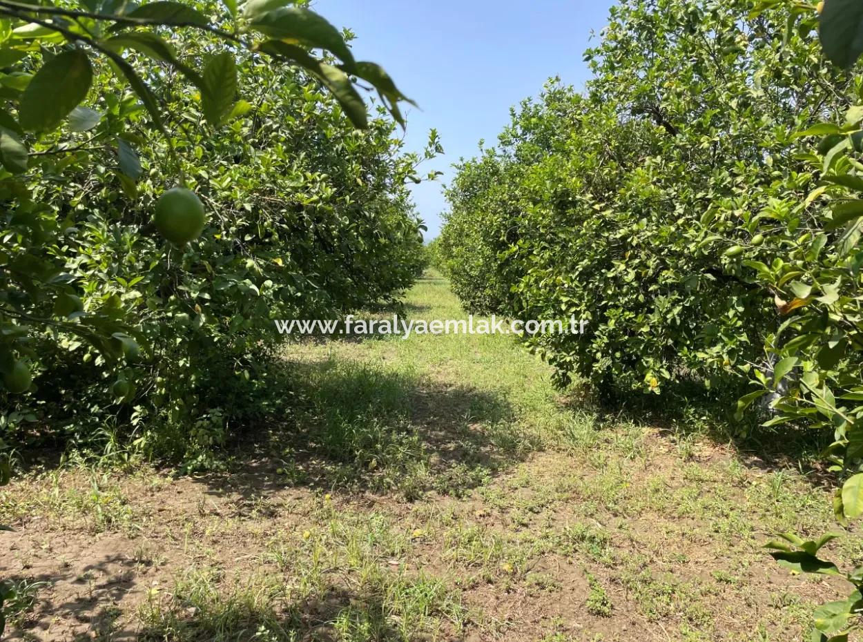 10.000M2 Land For Sale In The Village Built-Up Area In Okçular