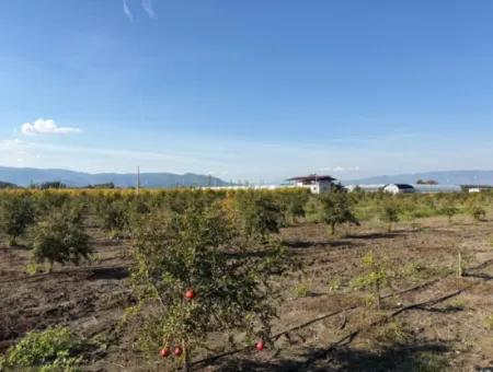 21500M2 Pomegranate Orchard For Sale In Eskiköy