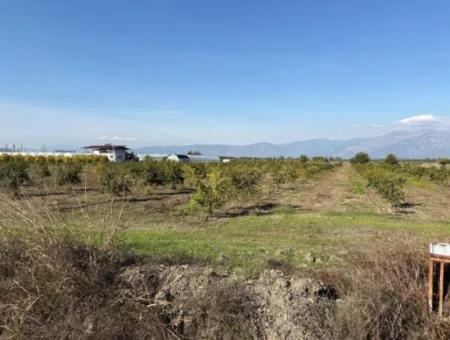 21500M2 Pomegranate Orchard For Sale In Eskiköy