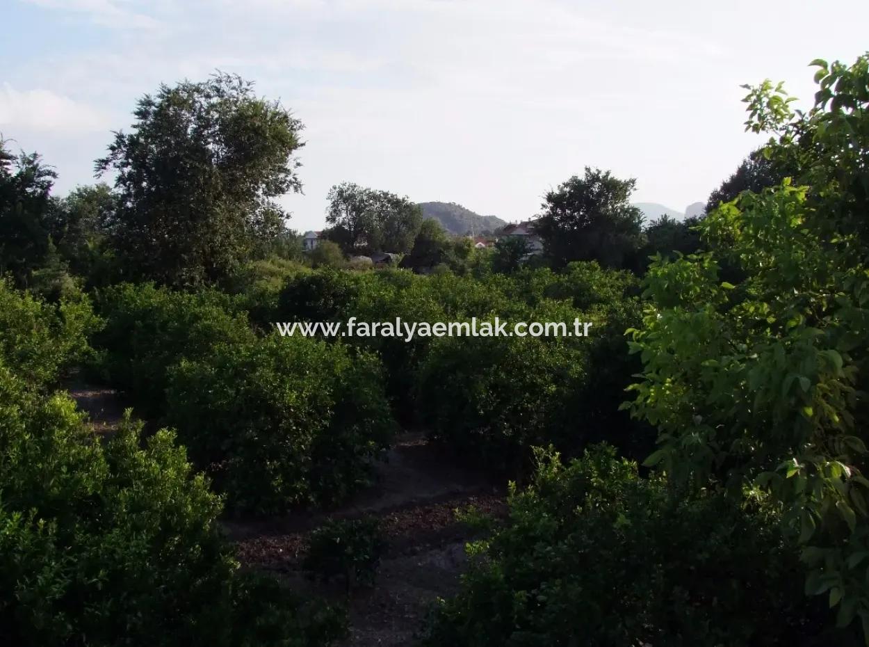 Dalyan Satılık Arsa Dalyan Merkeze Yakın 987M2 Satılık Arsa