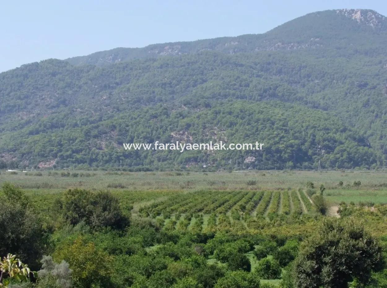 Dalyan Satılık Tarla Dalyan 73410M2 Satılık Tarla