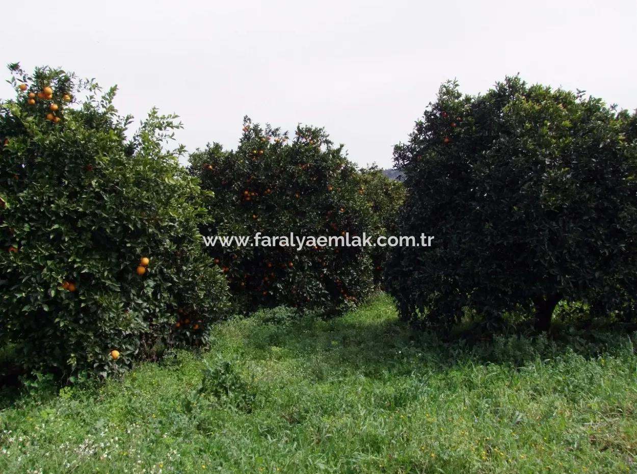 Gökçede Satılık Portakal Bahçesi 24,000M2 Denize Yakın Satılık Kelepir Satılık Bahçesi