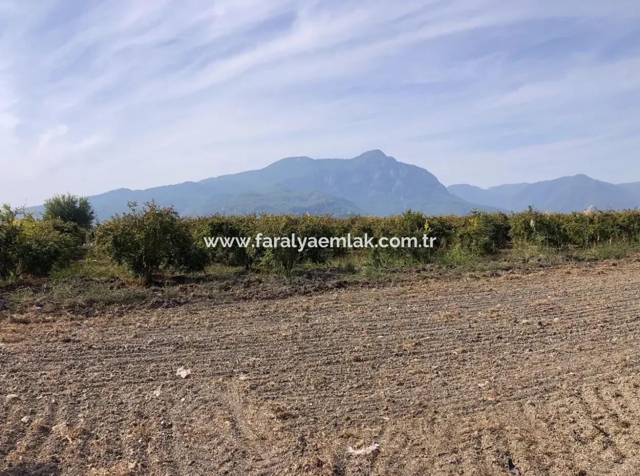 Esköyde Satılık Tarla Arsa 8500M2 Satılık Tarla Arsa