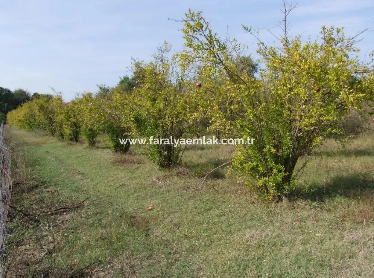 Güzelyurt Satılık Arsa  Köy Yerleşik 6670M2 Satılık Arazi