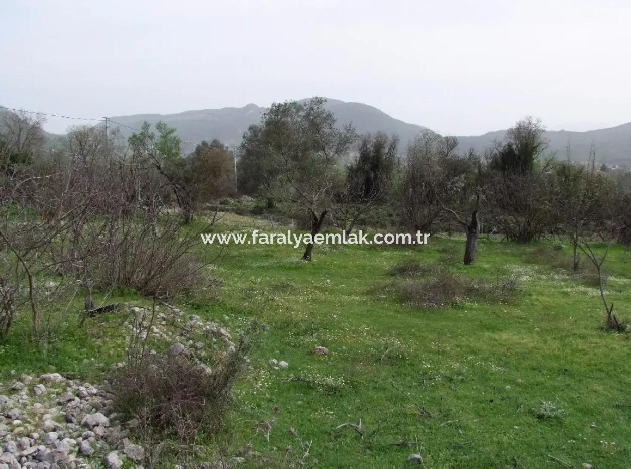 İncırköyde Satılık Arsa Tarla Ferhiye İncirköy Üzümlüde Satılık Arsa