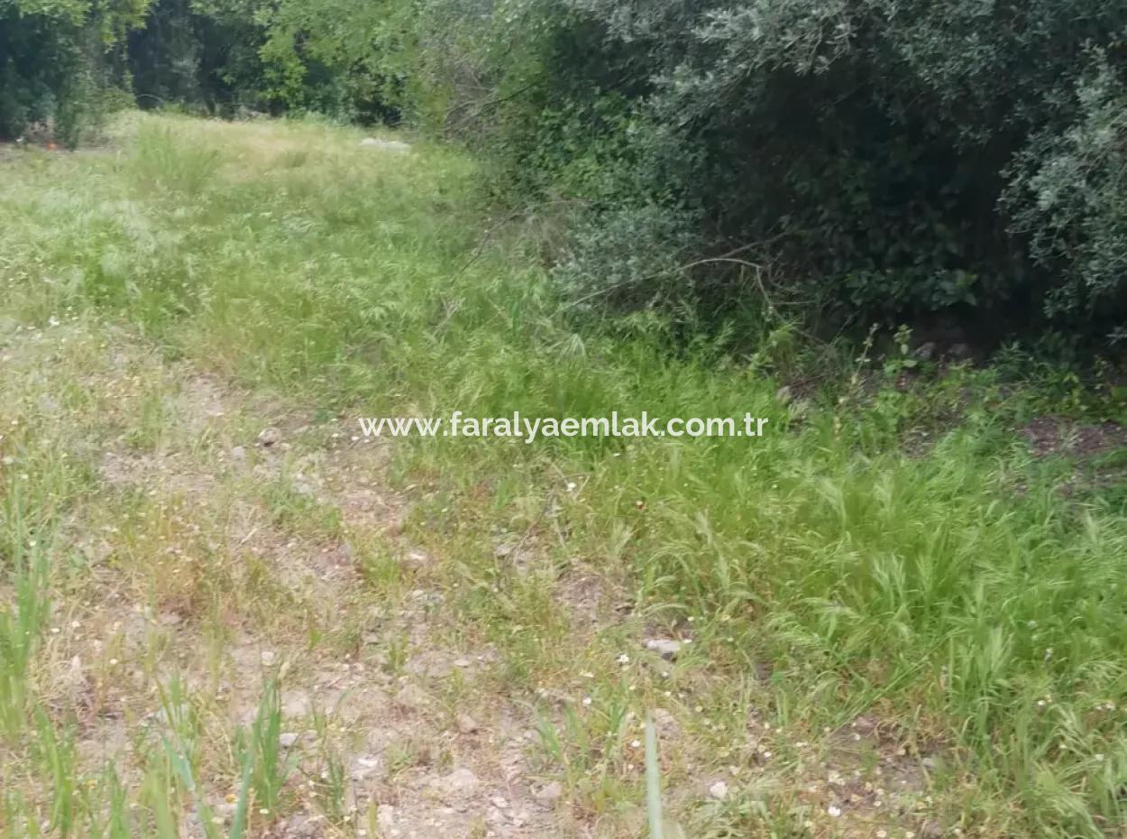 Çamlida  Satılık Arsa 11516M2 Satlık Bahçe