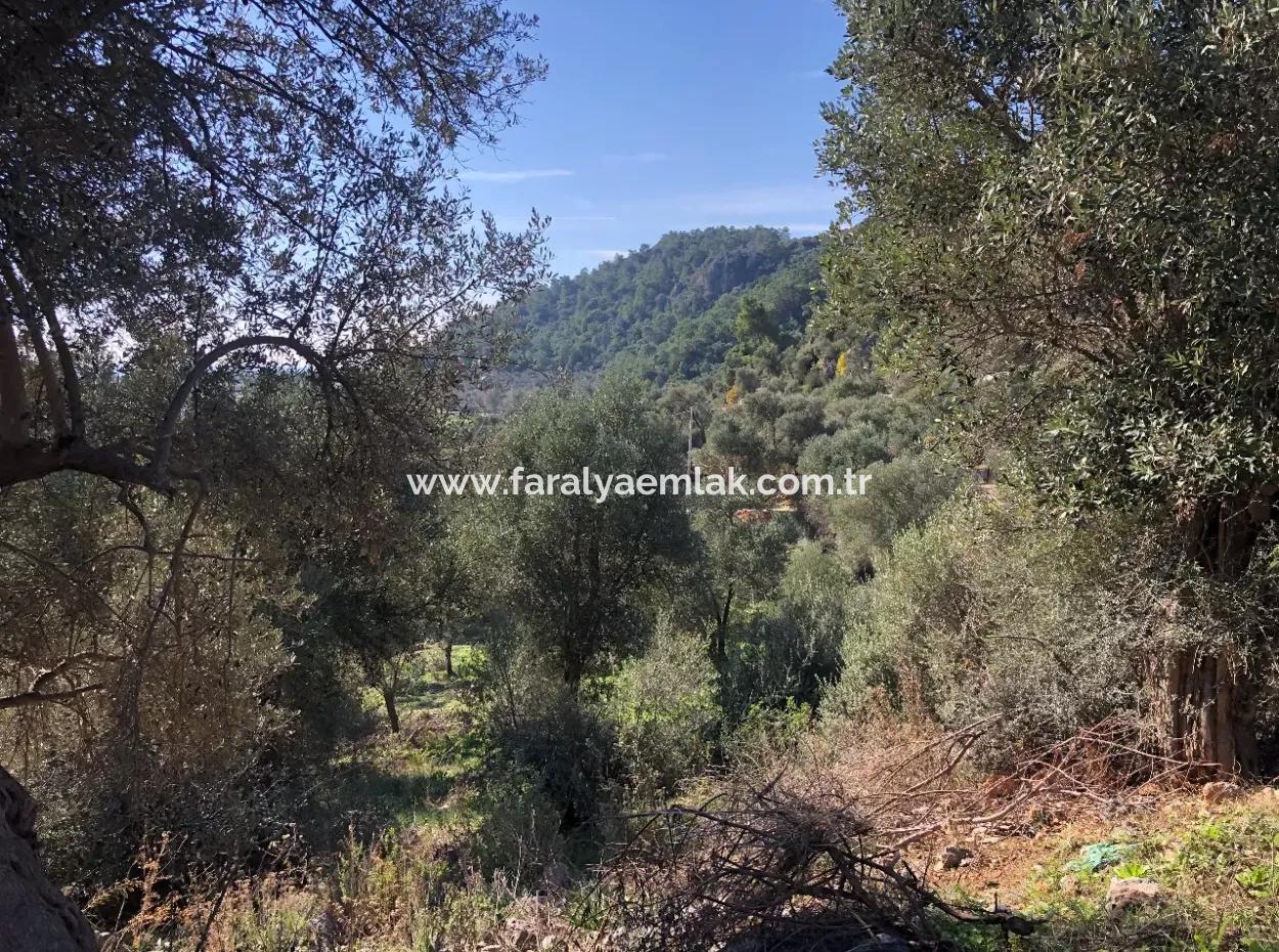 Fevziye Deniz Manzaralı Satılık Arsa