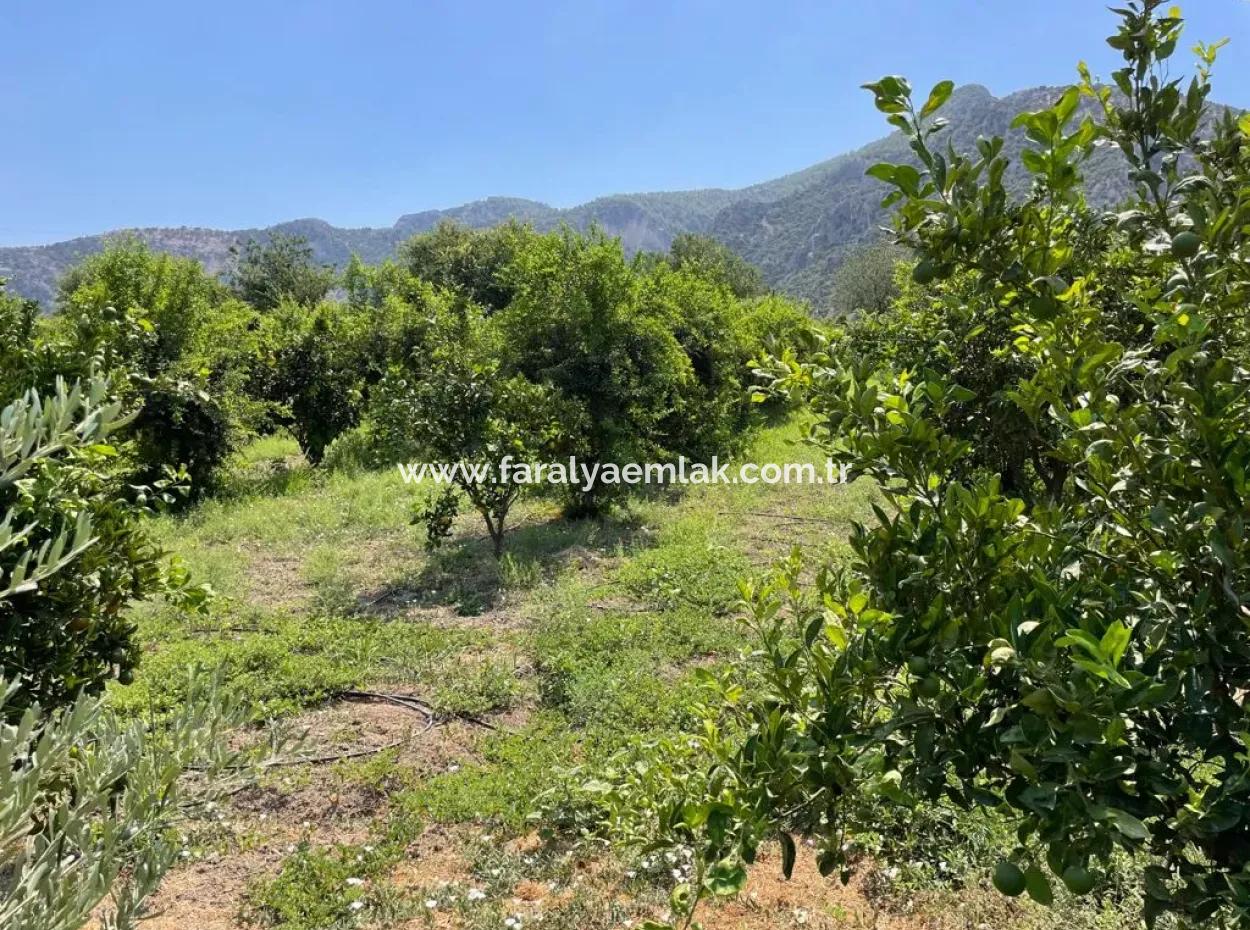 Dalyanda 7,500 M2 Arsa İçinde 19 Odalı Satılık Otel