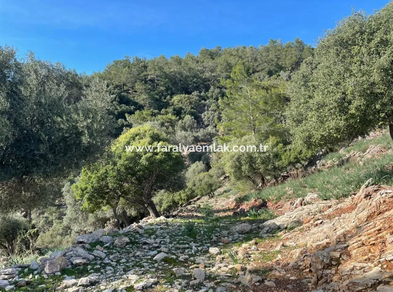 Ekincik'de Full Deniz Manzaralı Satılık 8,900M2 Tarla