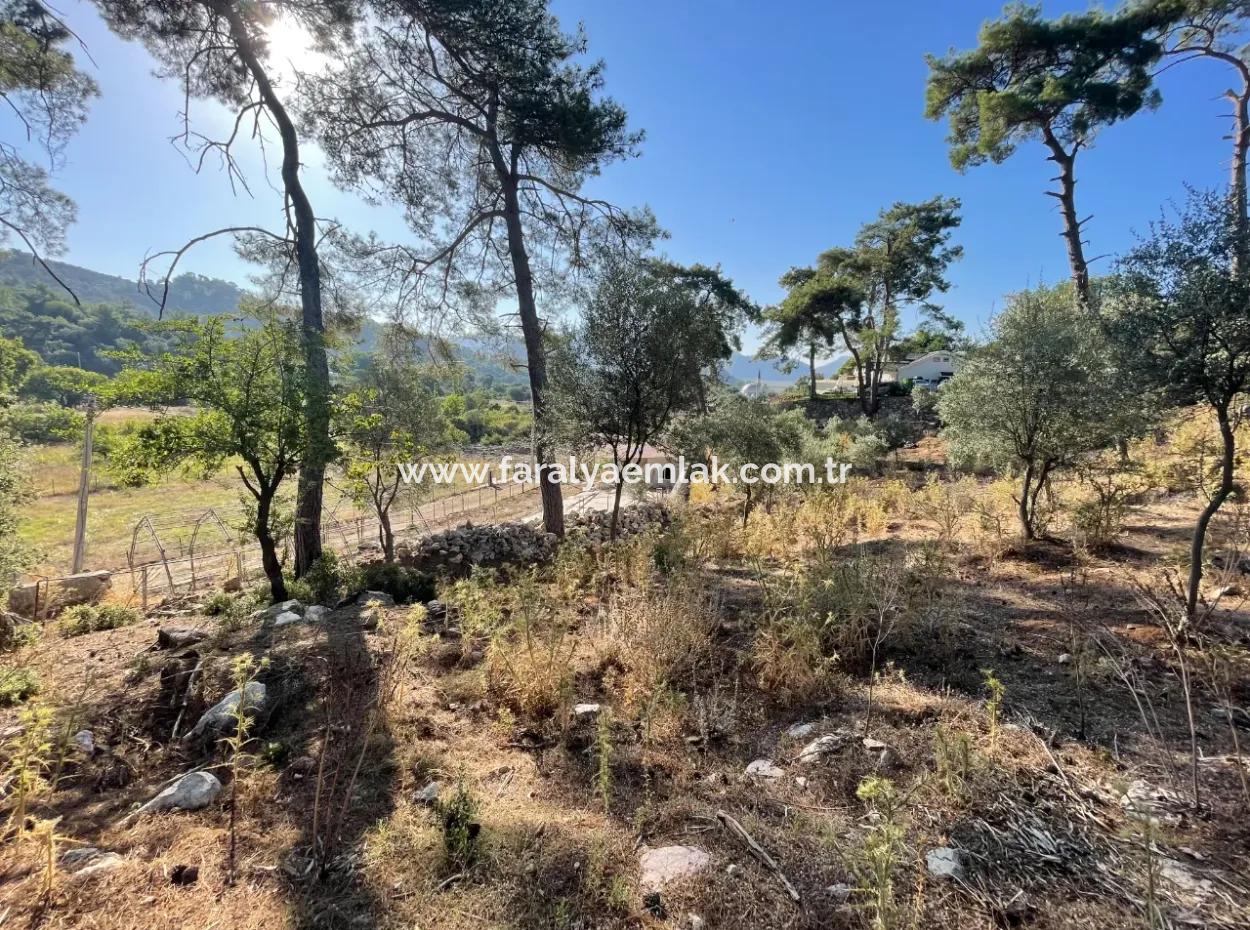 Çandır Merkezde Ormana Sıfır 1,320M2 Satılık Tarla