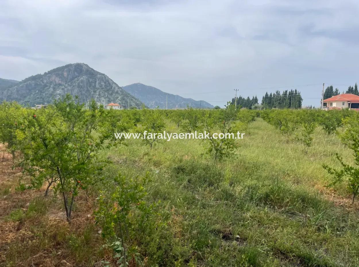 Dalyan'da 6500M2 Satılık Tarla